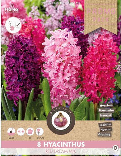 Hyacint Red Dream Mix - Hyacinthus-2