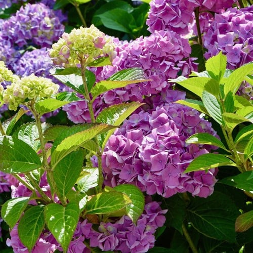 Acheter Hortensia Rose - Hydrangea? Commandez en ligne au Jardinerie Koeman