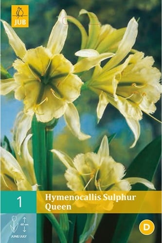 Hymenocallis Sulphur Queen - Hyménocalle