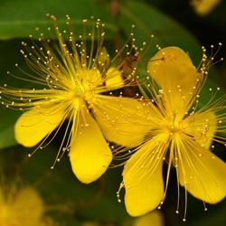 Hypericum calycinum - Hertshooi