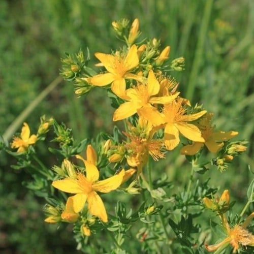 Hypericum inodorum Magical - Millepertuis