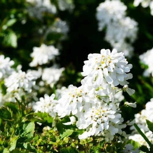 Thlaspi Toujours « Weisser Zwerg » (Iberis)