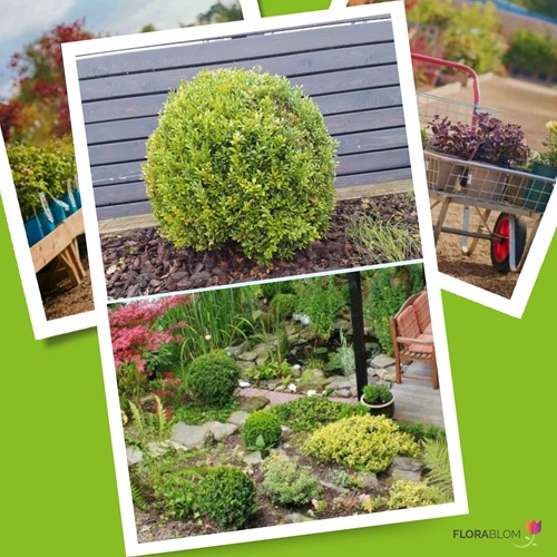 Ilex Crenata Caroline Upright - Houx Crénélé (Pack de Six)