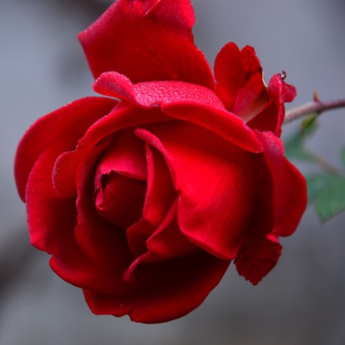 Rosier Ingrid Bergman – Rosa à Grandes Fleurs