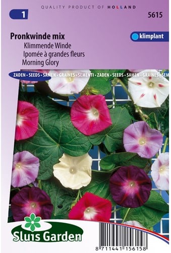 Ipomée à grandes fleurs en mélange - Ipomoea