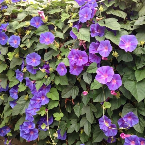 Ipomoea Grandiflora  - Volubilis, Ipomèe á grandes fleurs
