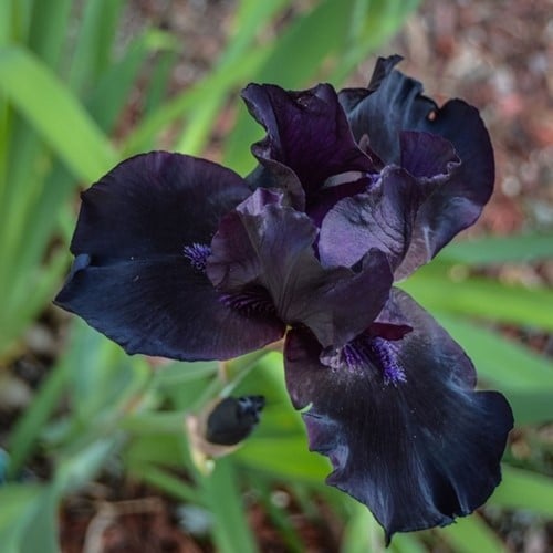 Iris d'Allemagne Black Knight - Iris Germanica