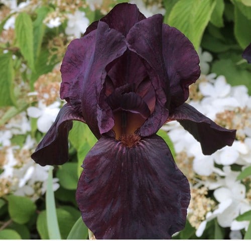 Iris d'Allemagne Black Knight - Iris Germanica