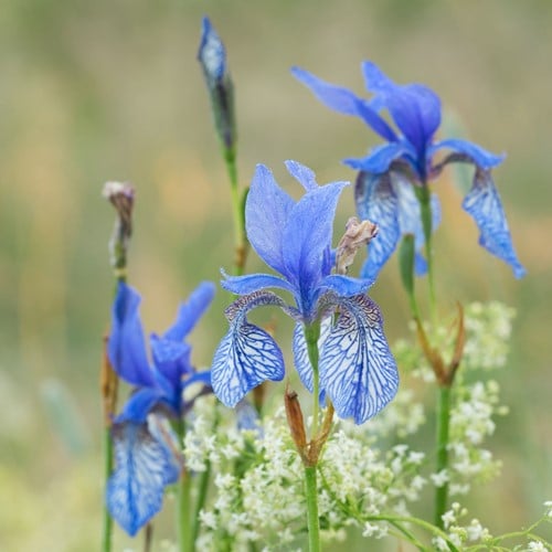 Iris Sibirica Concord Crush - Iris de Sibéri