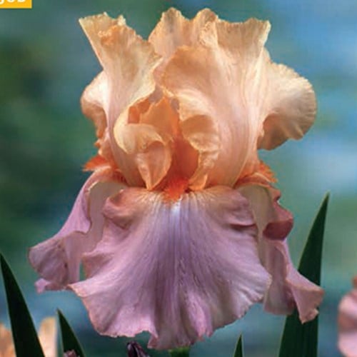 Iris Germanica Crazy for You - Iris d'Alemagne