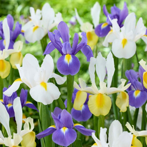 Iris Hollandica en Mélange