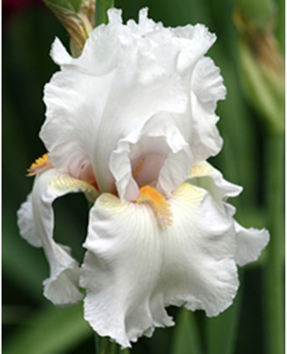 Iris d'Allemagne Immortality - Iris Germanica