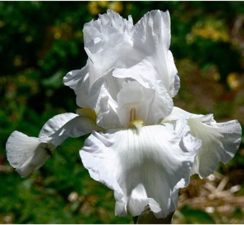 Iris d'Allemagne Immortality - Iris Germanica