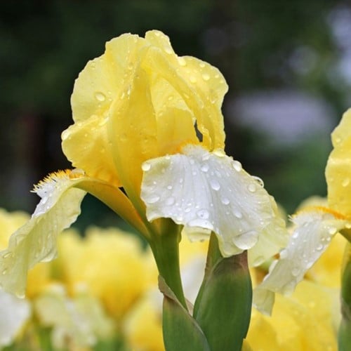 Iris d'Allemagne Lime Fizz - Iris Germanica