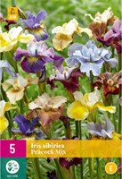 Iris Sibirica Peacock Mix - Iris de Sibéri-2