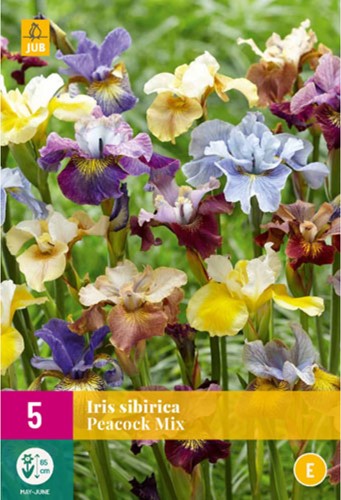 Iris Sibirica Peacock Mix - Iris de Sibéri-2