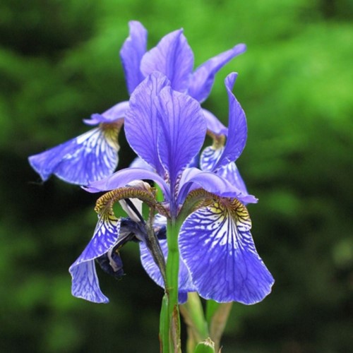 Iris Sibirica Perry s Blue - Iris de Sibérie (Pack de Trois)