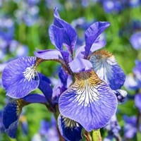 Iris Sibirica Perry s Blue - Iris de Sibérie-2