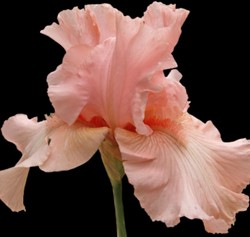 Iris Germanica Pin up Girl - Iris d'Allemagne (Pack de six)