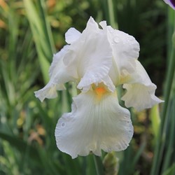 Iris Sibirica Snow Queen - Iris de Sibéri (Pack de Trois)