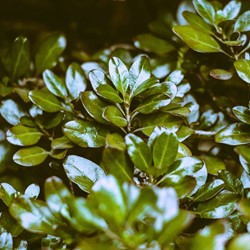 Ilex crenata Convexa - Houx Crénélé