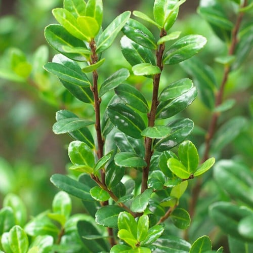Ilex crenata Caroline Upright - Houx crénélé (P 9,5)