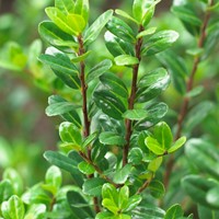 Ilex crenata Caroline Upright - Houx Crénélé (Taille du pot: 30-40 C2)