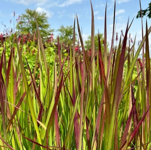 Herbe de sang japonaise Red Baron - Imperata cylindrica (Pack de Six)