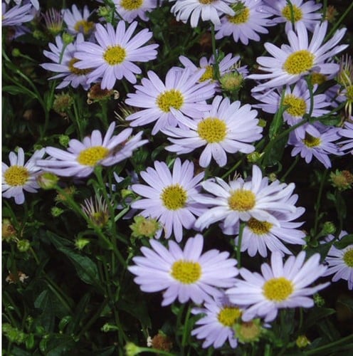 Kalimeris incisa Blue Star - Aster japonais