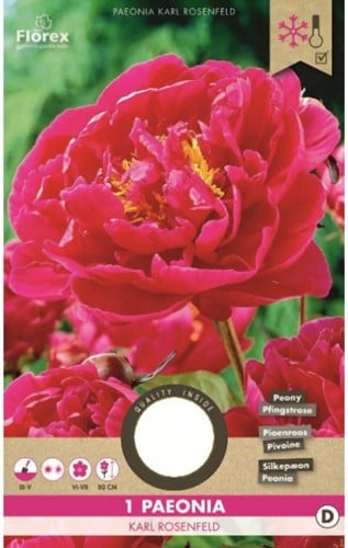 Pivoine Karl Rosenfield - Paeonia