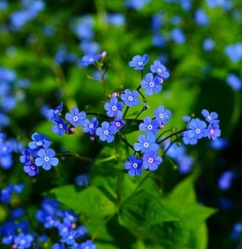 Myosotis du Caucase - Brunnera (Pack de Six)