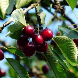 Cerise Sylvia - Prunus avium