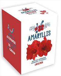 Amaryllis de Noël Rouge