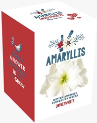 Amaryllis de Noël Blanche