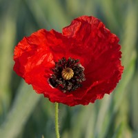 Coquelicots, Pavot-2