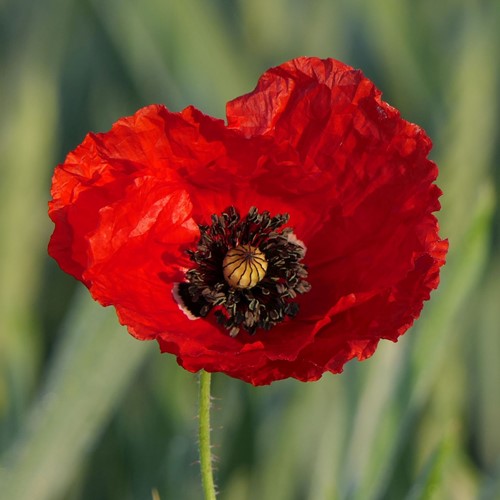 Coquelicots, Pavot-2