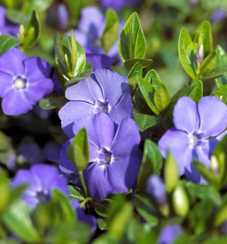 Petite Pervenche - Vinca minor