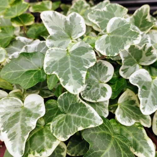 Lierre Glacier - Hedera Helix