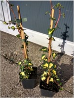 Lierre Goldheart - Hedera Helix C2-2