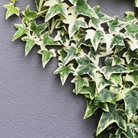 Lierre Goldheart - Hedera Helix C2