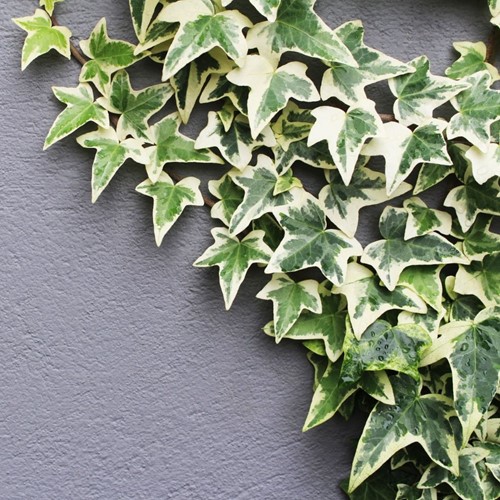 Lierre Goldheart - Hedera Helix C2