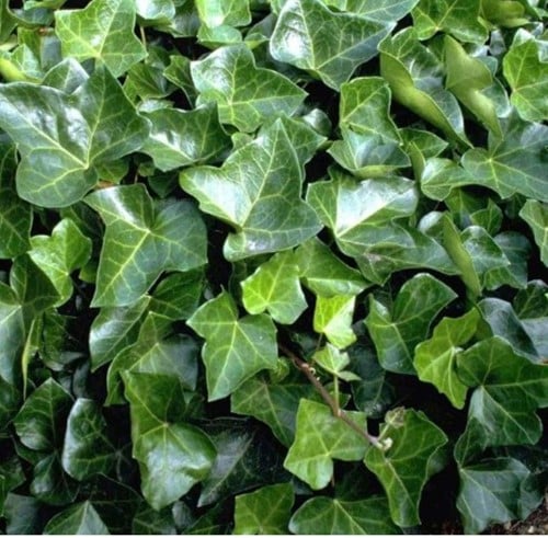 Lierre Woerner - Hedera Helix (Pack de Six)