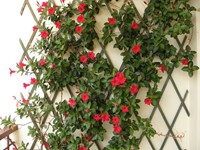 Klimplanten mest AZ 800 gr - Ecostyle-2