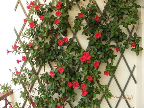 Klimplanten mest AZ 800 gr - Ecostyle-2