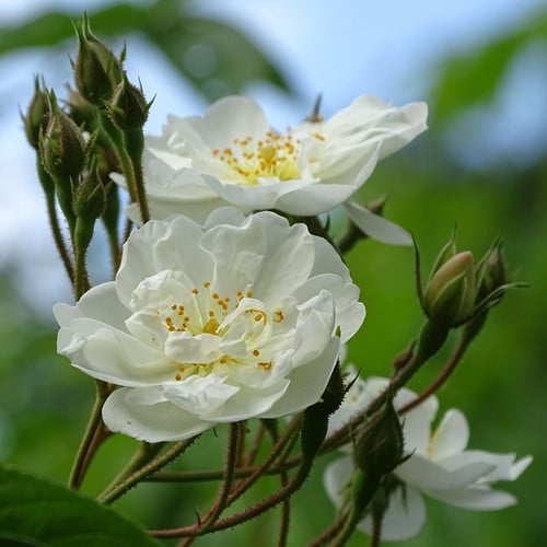 Rosier Grimpant Iceberg - Rosa
