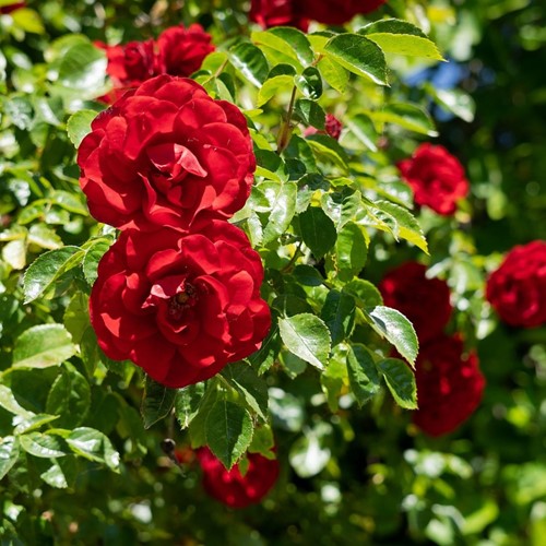 Rosier Grimpant Paul s Scarlet - Rosa