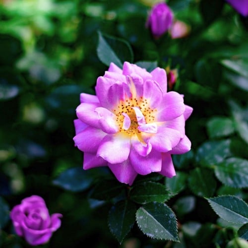 Rosier Grimpant Veilchenblau - Rosa