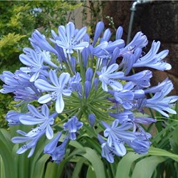 Agapanthus Blue Umbrella - Agapanthe