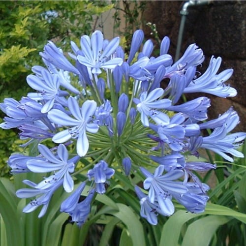 Agapanthus Blue Umbrella - Agapanthe