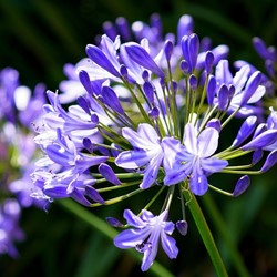 Agapanthus Blauw (Grootverpakking)